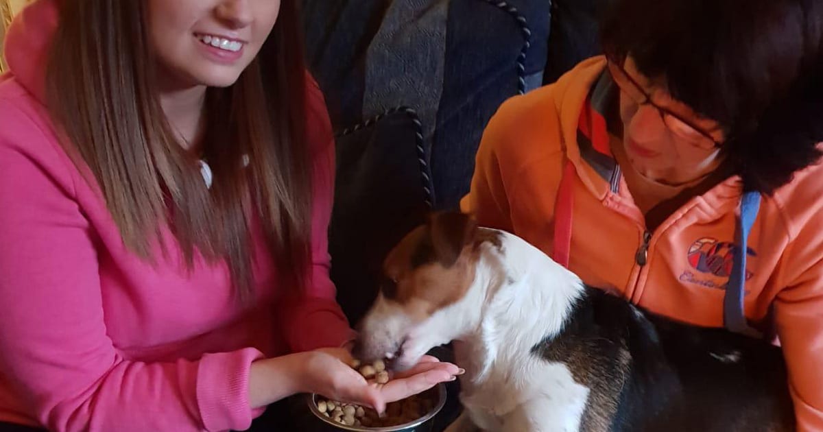 Dog Phobia Case Study Alan Gilchrist Hypnosis